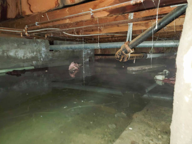 Best Water damage cleanup near me  in Stinnett, TX
